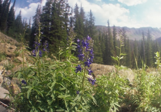 Baker Gulch Trail